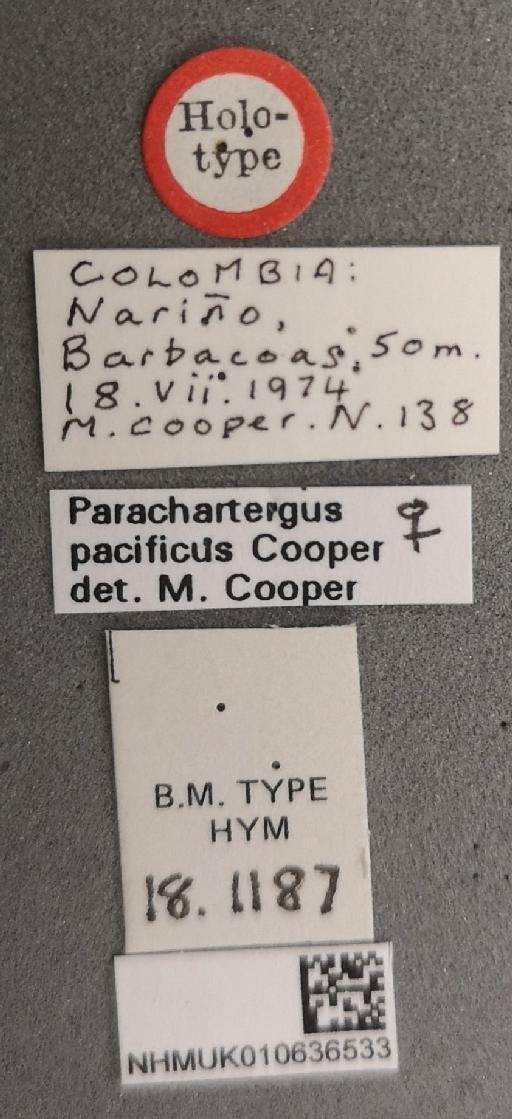 Parachartergus pacificus Cooper, M., 2000 - 010636533_Parachartergus_pacificus_holotype_labels