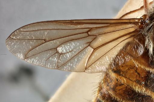 Scione flavohirta Ricardo - 014428050_dorsal_forewing