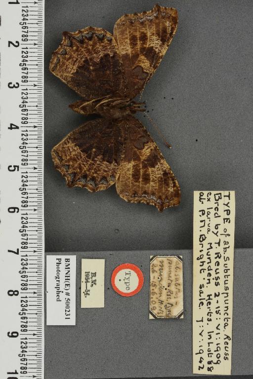 Aglais urticae ab. subtuspuncta Reuss, 1909 - BMNHE_500231_45903