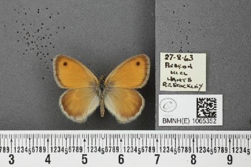 Coenonympha pamphilus ab. latiora Leeds, 1950 - BMNHE_1065352_26573
