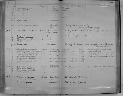 Paradicrolene nigricaudis Alcock, 1891 - Zoology Accessions Register: Reptiles & Fishes: 1878 - 1892: page 380