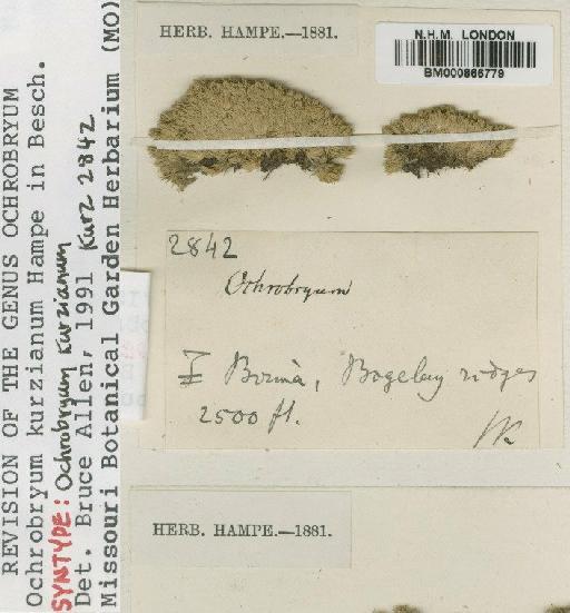 Ochrobryum kurzianum Hampe - BM000866779
