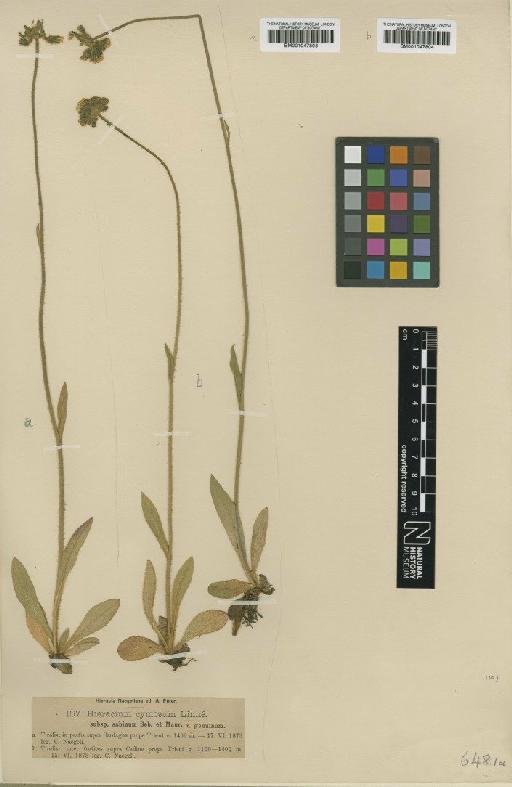 Hieracium cymosum var. genuinum Dahlst. - BM001047804