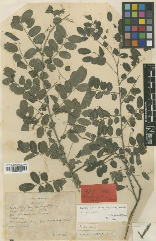 Indigofera kerrii de Kort & G.Thijsse - BM000997226