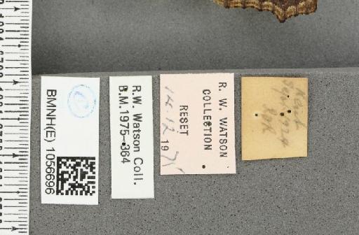 Aglais urticae ab. bellieri Cabeau, 1923 - BMNHE_1056696_label_46231
