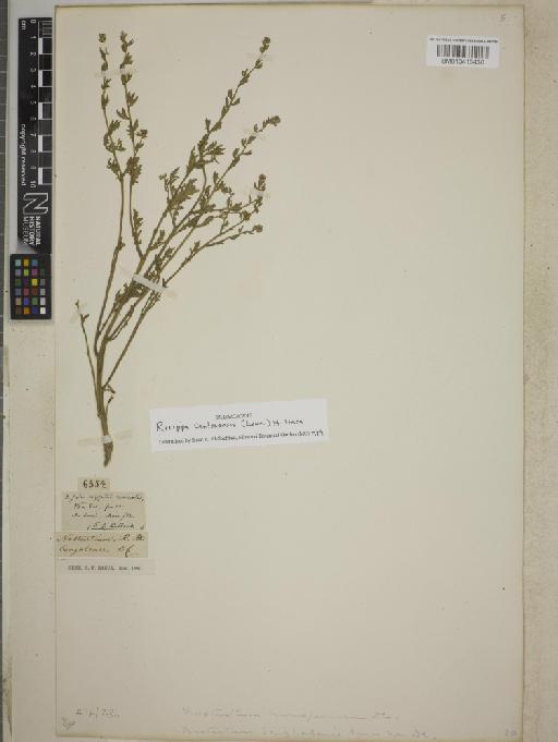 Rorippa cantonensis (Lour.) Hara - BM013413430