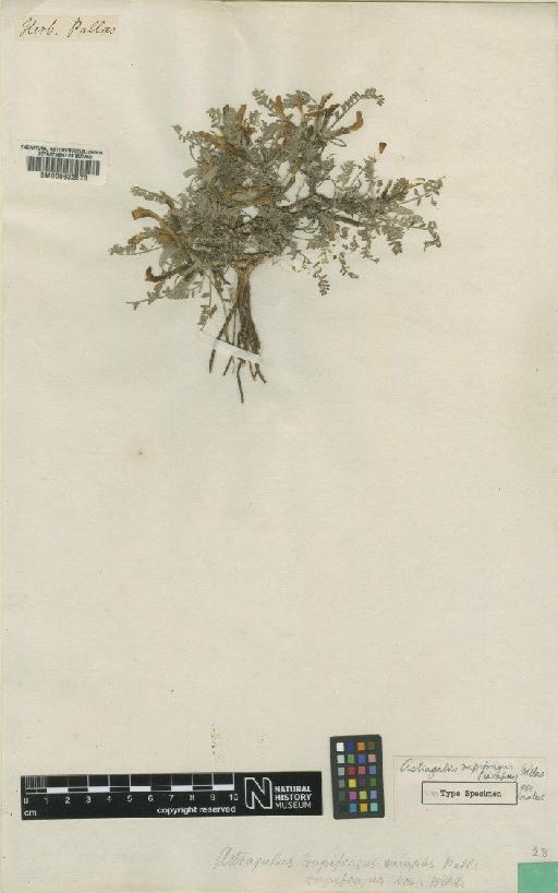 Astragalus rupifragus Pall. - BM000632573