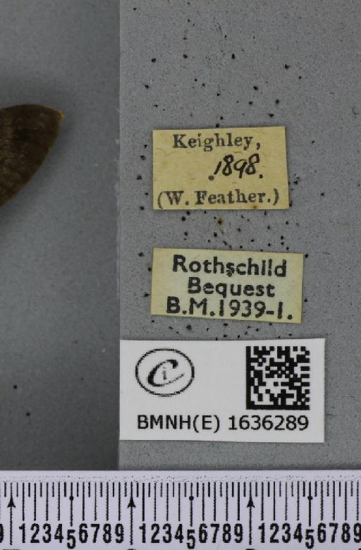 Macroglossum stellatarum (Linnaeus, 1758) - BMNHE_1636289_label_206007