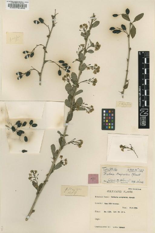 Berberis atroprasina Ahrendt - BM000554736