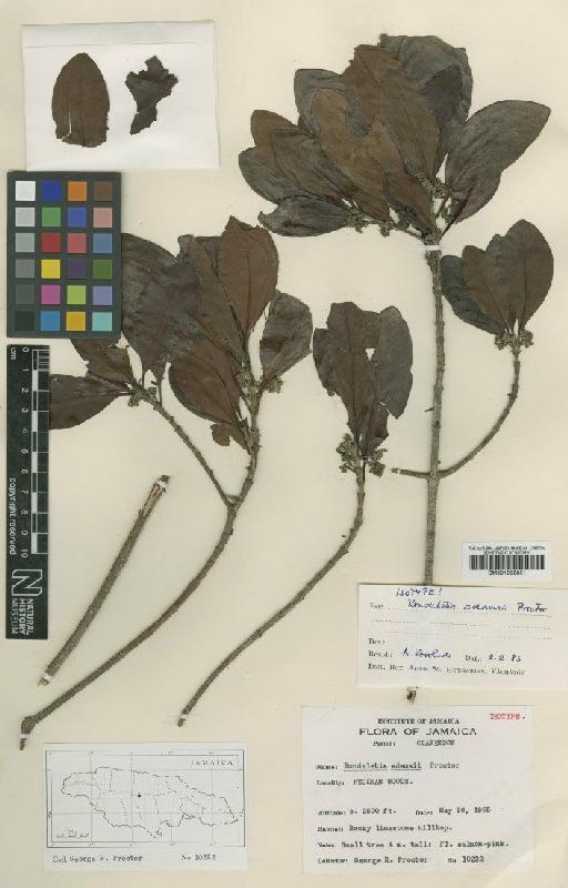 Rondeletia adamsii Proctor - BM001008851