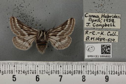 Lycia zonaria britannica (Harrison, 1912) - BMNHE_1896880_459814