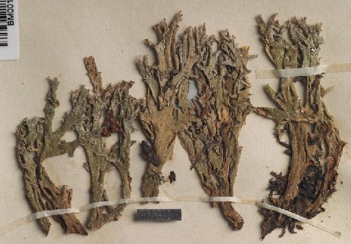Cladonia turgida var. grypea Tuck. - BM001097045_a.tif