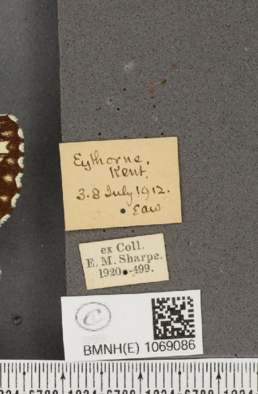 Melanargia galathea serena Verity, 1913 - BMNHE_1069086_label_34854