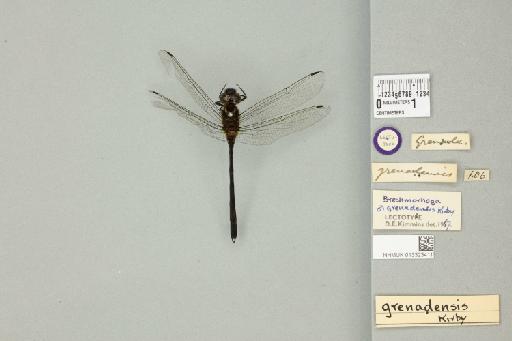 Brechmorhoga grenadensis Kirby, 1894 - 013323411_dorsal