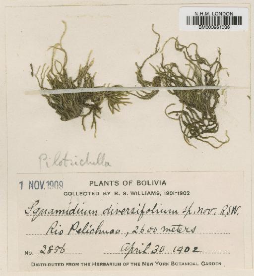 Squamidium diversicoma (Hampe) Broth. - BM000961036