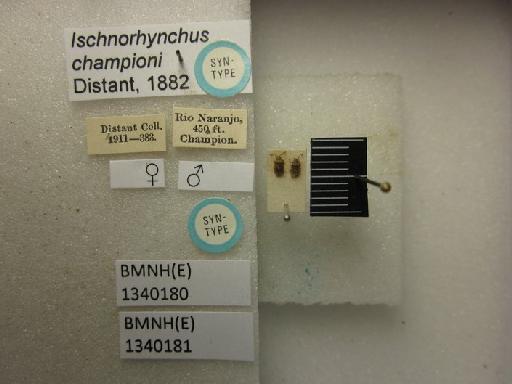 Ischnorhynchus championi Distant, 1882 - Ischnorhynchus championi-BMNH(E)1340181-Syntype male dorsal & labels