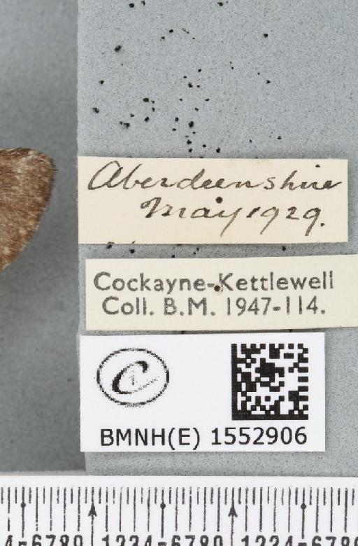 Drymonia ruficornis ab. grisea Turati, 1908 - BMNHE_1552906_label_243697