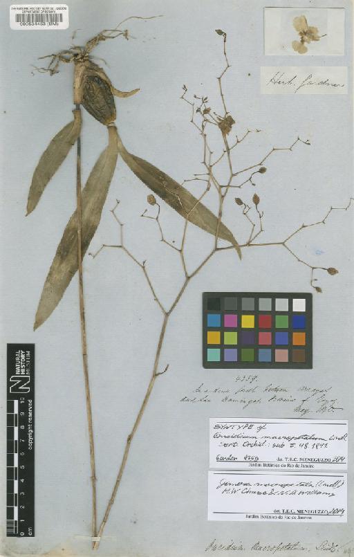 Gomesa macropetala (Lindl.) M.W.Chase & N.H.Williams - BM000534453