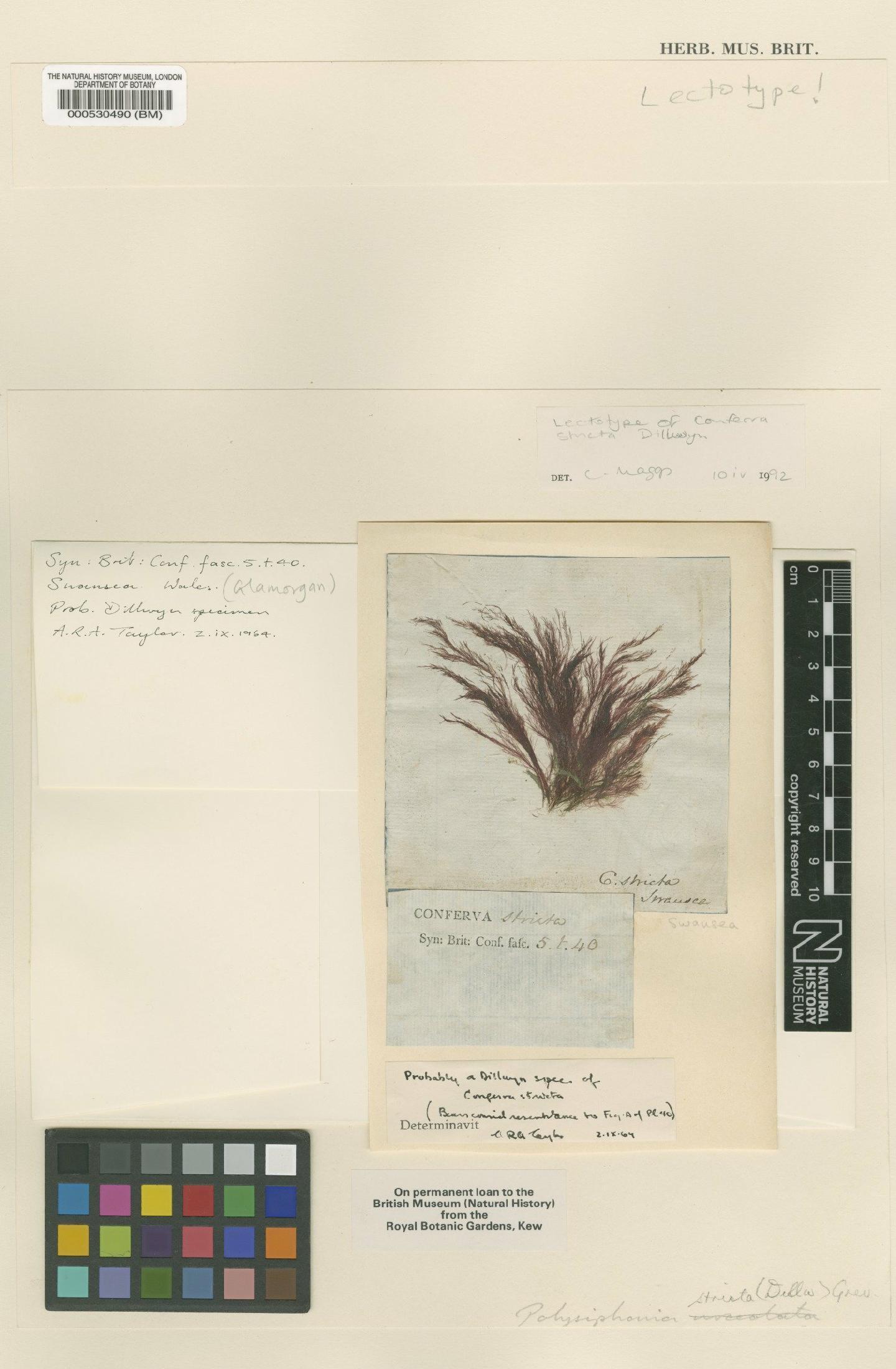 To NHMUK collection (Polysiphonia stricta (Dillwyn) Grev.; Lectotype; NHMUK:ecatalogue:4857884)