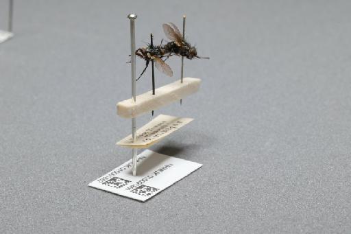 Sarcophaga (Myorhina) nigriventris Meigen, 1826 - 015091862_additional_1