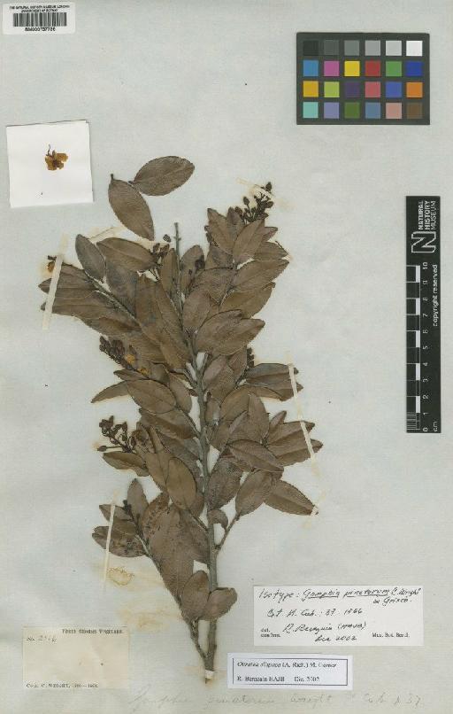 Ouratea elliptica (A.Rich.) M.Gómez - BM000757796