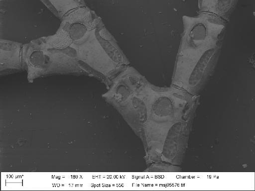 Catenicella buskii Wyville Thomson, 1858 - Catenicella_buskii_1892_5_1_597_msj05576