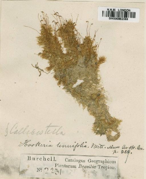 Philophyllum tenuifolium (Mitt.) Broth. - BM000862069