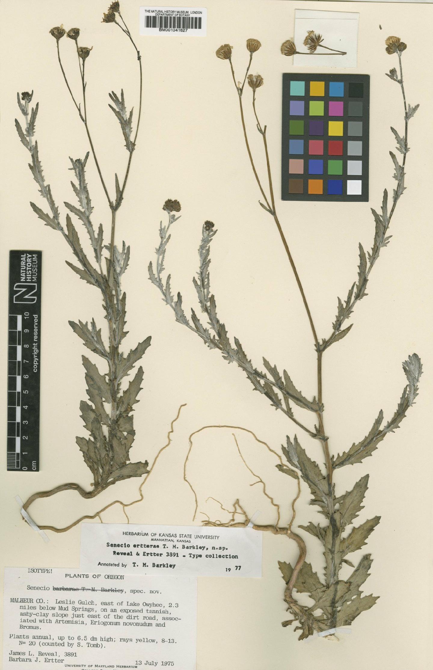 To NHMUK collection (Senecio ertterae T.M.Barkley; Isotype; NHMUK:ecatalogue:1185855)