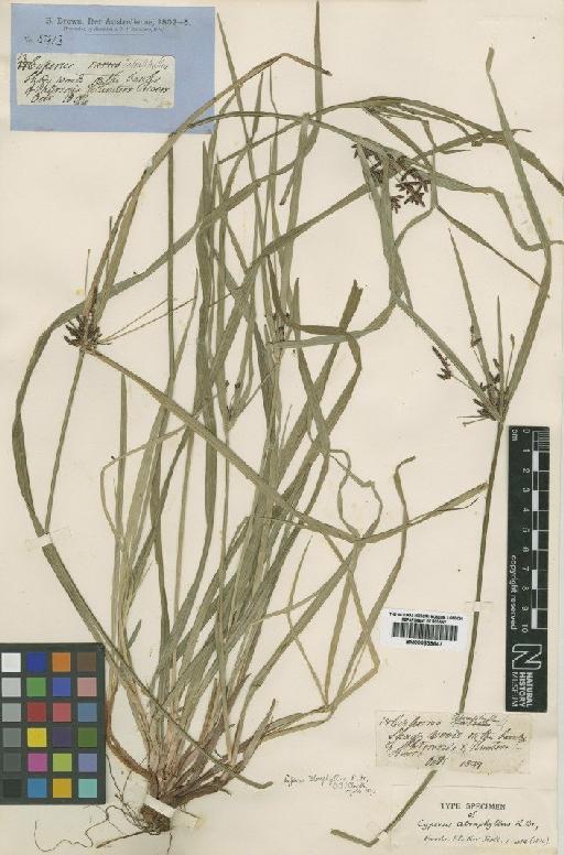 Cyperus tetraphyllus R.Br. - BM000839647