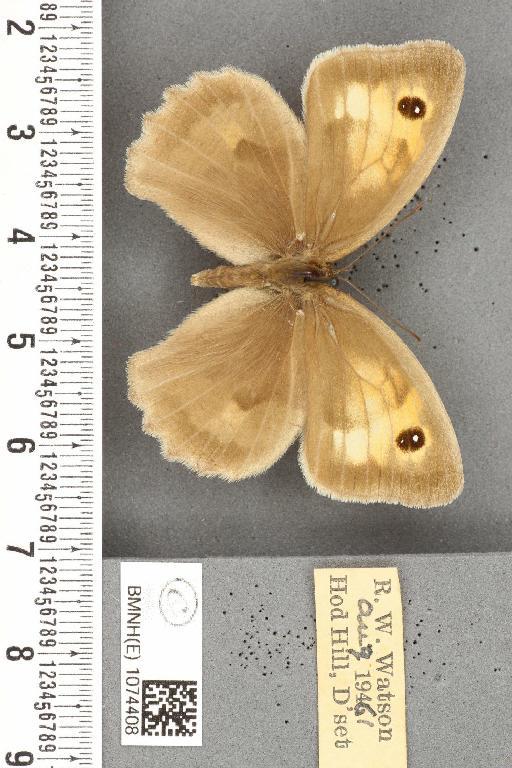 Maniola jurtina insularis ab. antilacticolour Leeds, 1950 - BMNHE_1074408_41137