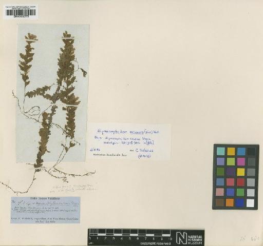 Hymenophyllum sericeum (Sw.) Sw. - BM000936779