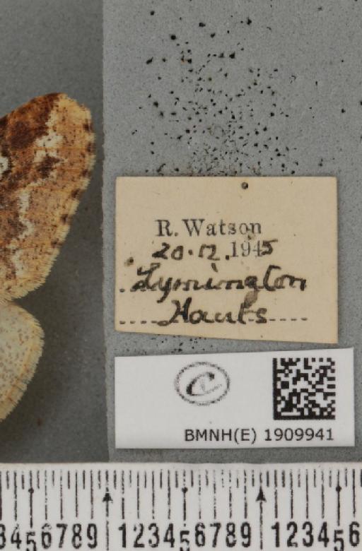 Erannis defoliaria (Clerck, 1759) - BMNHE_1909941_label_468211