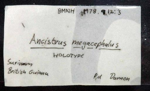 Chaetostomus megacephalus Günther, 1868 - 1978.9.12.3; Chaetostomus megacephalus; image of jar label; ACSI project image