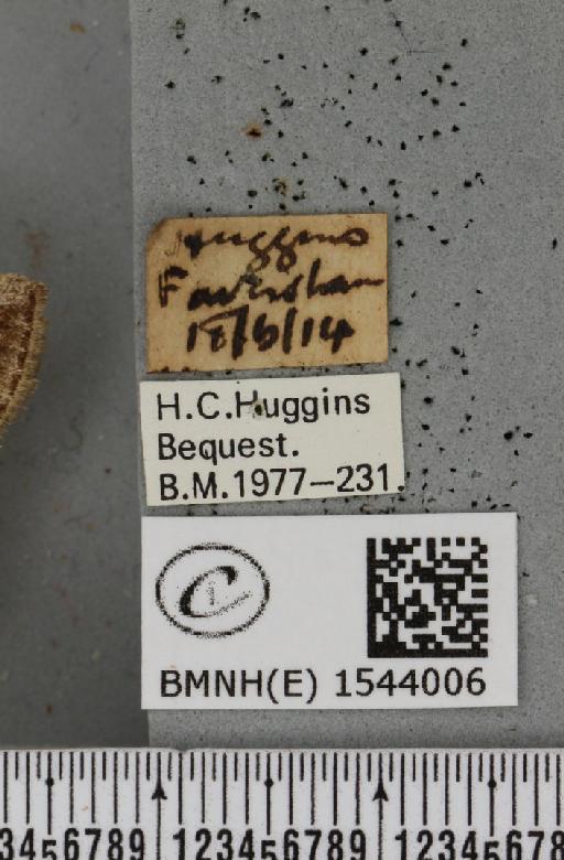 Tetheella fluctuosa (Hübner, 1803) - BMNHE_1544006_label_236626