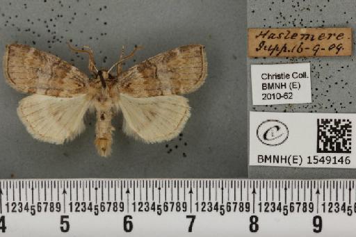 Cymatophorina diluta hartwiegi (Reisser, 1927) - BMNHE_1549146_238054