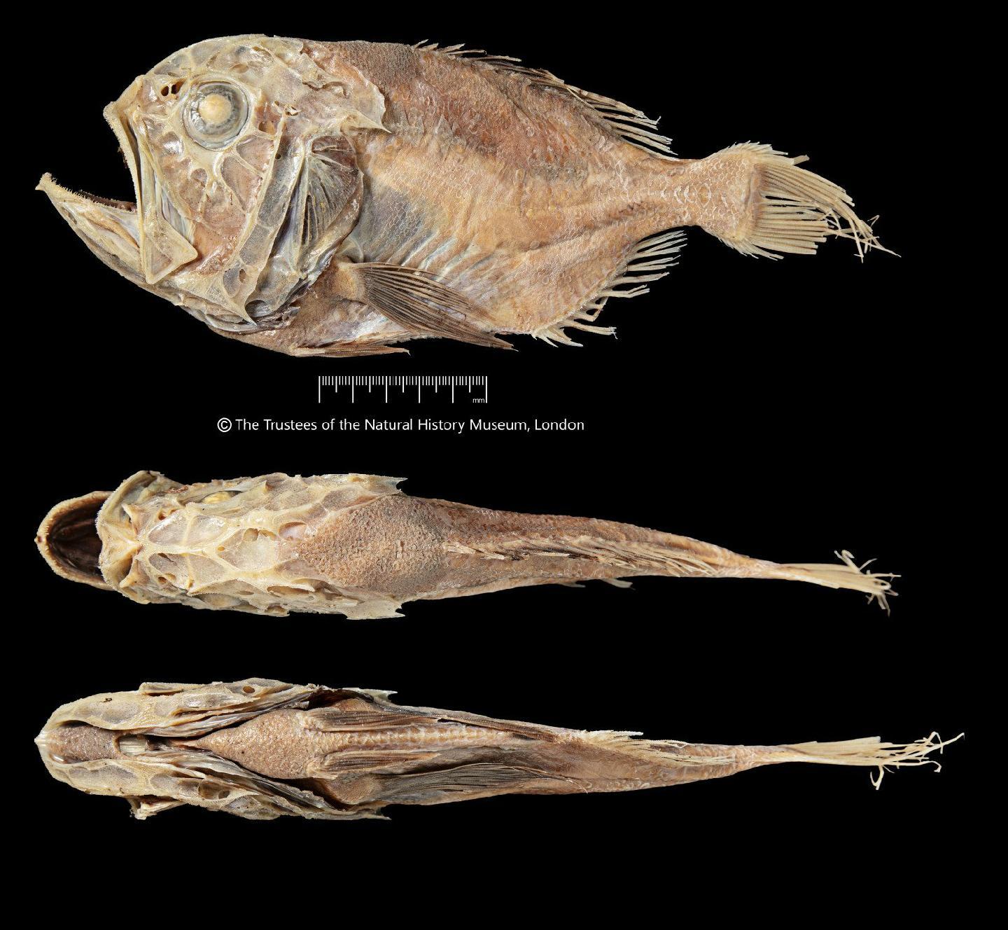 Hoplostethus melanopus thumbnail