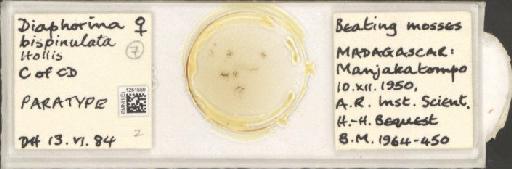 Diaphorina bispinulata Hollis, 1987 - BMNHE_1251559_424