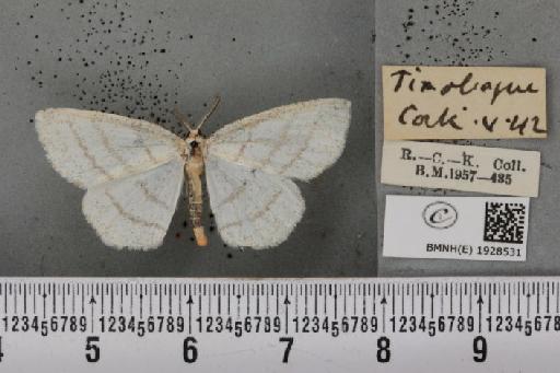 Cabera pusaria (Linnaeus, 1758) - BMNHE_1928531_494488