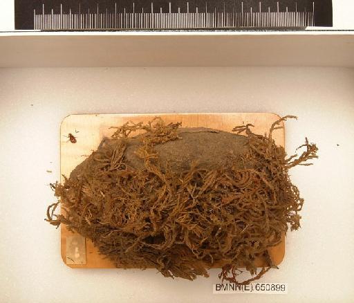 Messor barbarus (Linnaeus, 1767) - Hymenoptera Nest BMNH(E) 650899