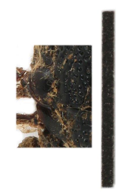 Odynerus subfistulosus Wickwar, 1908 - 010577178_Odynerus_subfistulosus_holotype_tegula