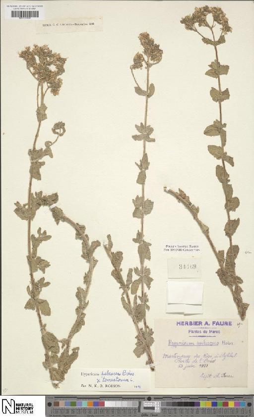 Hypericum pubescens Boiss. × H. tomentosum L. - BM001204806