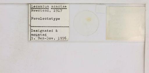 Coccus acaciae Newstead, 1917 - 010713723_additional