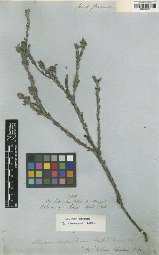 Heliotropium salicioides Cham. - BM001125167