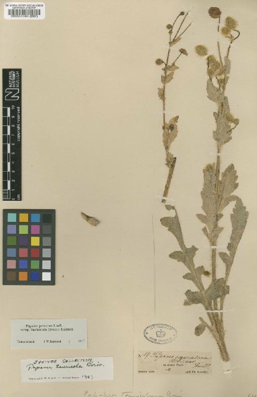 Papaver persicum subsp. tauricola (Boiss.) Kadereit - BM000551464