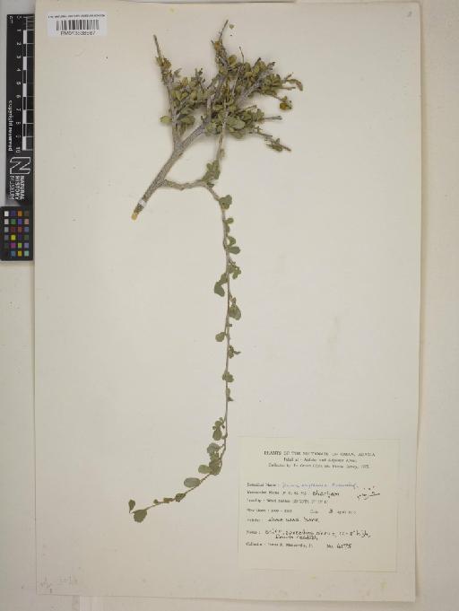 Grewia erythraea - BM013838687