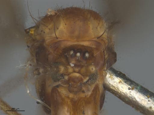 Ditomyia fasciata (Meigen, 1818) - 010210664_Ditomyia_fasciata_head
