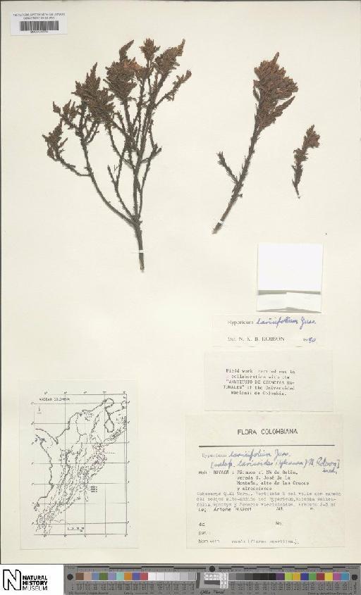 Hypericum laricifolium Juss. - BM001206656
