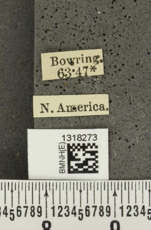 Calligrapha similis (Rogers, 1854) - BMNHE_1318273_label_17279