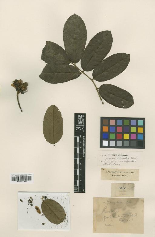 Swartzia panacoco var. polyanthera (Steud) Cowan - BM000931985