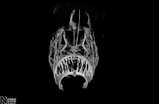 Melanocetus johnsonii Günther, 1864 - CT Scan of M.johnsonii 2